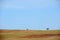 Two birds flying and two trees in the field under sky