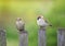 Two birds funny little Sparrow sitting on an old wooden fence in