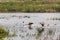 Two Birds Landing on Water Gracefully