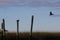 Two birds landscape with purple clouds and marsh background in Charleston South Carolina