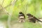 Two birds (Malaysian Pied Fantail) in nature wild