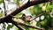 Two birds (Malaysian Pied Fantail) in nature wild