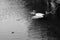 Two birds near a small sinken boat
