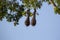 Two birds nests hanging on tall tropical tree, Minca