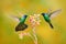 Two birds with orange flower. Hummingbirds Green Violet-ear, Colibri thalassinus, flying next to beautiful yellow flower, Savegre,