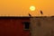 two birds perched on top of a building at sunset