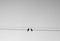 Two birds perching on wire with sky background in black and white tone