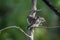 Two birds (Pied Fantail Flycatcher) in nature wild