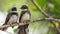 Two birds (Pied Fantail Flycatcher) in nature wild