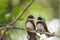 Two birds (Pied Fantail Flycatcher) in nature wild