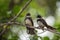 Two birds (Pied Fantail Flycatcher) in nature wild