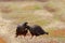 Two birds of prey Strieted caracara, Phalcoboenus australis, sitting in the grass, Falkland Islands. Animal behaviour. Bird love i