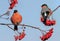 Two birds red bullfinch males sit in the garden on the eyelids of a rowan tree and eat juicy berries