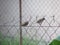 two birds resting on the steel wire mesh fence