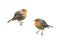 Two birds Robins on a white isolated background