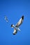 Two birds seagulls flying in the blue sky