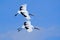 Two birds on the sky. Flying White two birds Red-crowned crane, Grus japonensis, with open wing, blue sky with white clouds in bac
