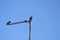 Two Birds on a Television Antenna
