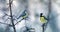 Two birds tit and lapis lazuli sit on the branches opposite each other in the winter garden