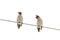 Two birds waxwings on the wires sitting on a white background