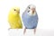 Two birds are on a white background