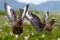 Two birds in white cotton grass habitat with lift up open wings. Brown skua, Catharacta antarctica, water bird sitting in the