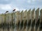 Two birds on a wooden fence