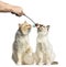 Two Birman cats smelling a stick toy