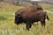 Two Bison in a Big Field in Rural South Dakota