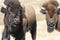 Two Bison/Buffalo