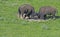 Two Bison Bulls play at fighting.