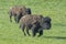 Two Bison Bulls running in grasslands.