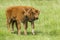 Two bison calves in a field.