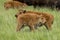 Two bison calves side by side.