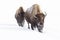 Two bison leaving the fields of Yellowstone National Park