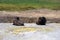 Two bison relaxing in the Mud Volcano geothermal area of Yellowstone National Park