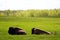 Two bison resting in Elk Island National Park Alberta Canada