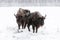 Two Bisons in national park the Belovezhsky dense forest in wintertime