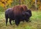 Two bisons standing on meadow