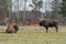 Two bisons in the Teremiski Village in the Bialowieza primeval forest