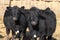 Two Black Angus cows a