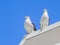 Two black-back gulls looking as if on watch duty