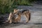 Two Black-backed jackals bonding.