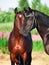 Two black and bay beautiful Trakehner stallions in meadow