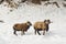 Two black belly sheep in snow.