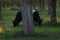 Two black belted Galloway cows grazing in forest on autumn evening