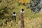 Two black billed magpie birds