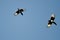 Two Black-billed Magpies Flying in a Blue Sky
