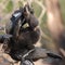 Two Black Birds Playing