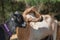 Two Black and Brown Goat Profiles